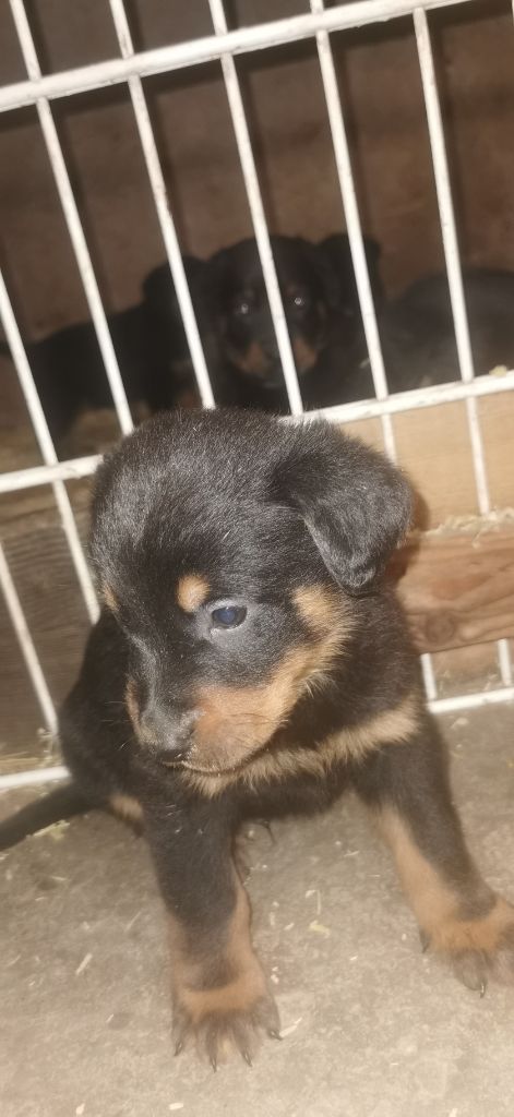 Des Fees De La Roche - Chiot disponible  - Berger de Beauce