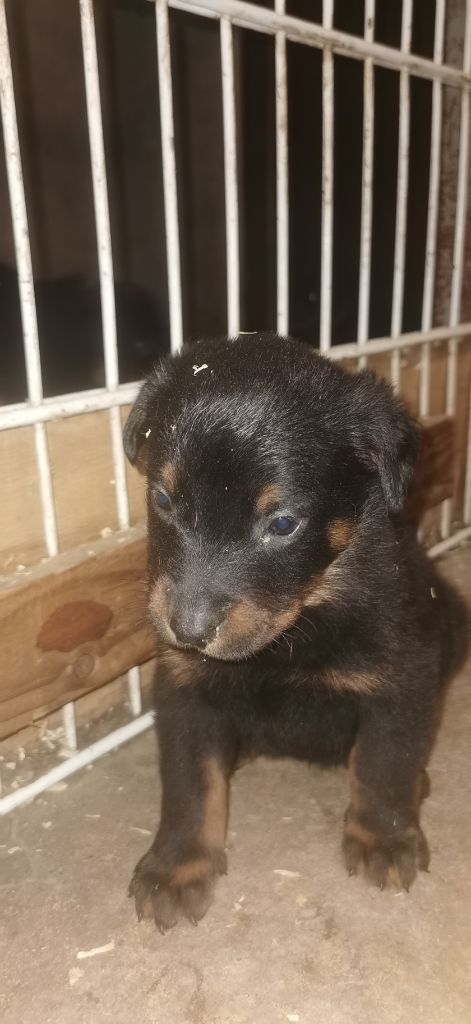 Des Fees De La Roche - Chiot disponible  - Berger de Beauce