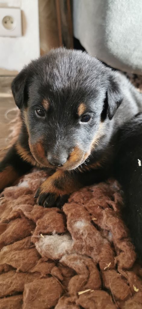 Des Fees De La Roche - Chiot disponible  - Berger de Beauce