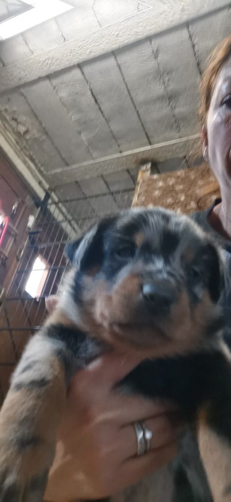 Des Fees De La Roche - Chiot disponible  - Berger de Beauce