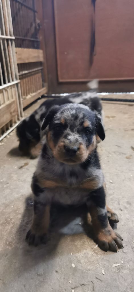 Des Fees De La Roche - Chiot disponible  - Berger de Beauce